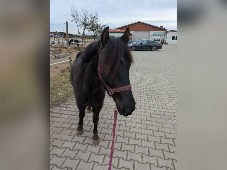 Karachai Mare 5 years 13,1 hh Black in Ketsch