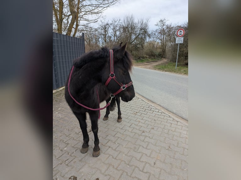 Karachai Mare 5 years 13,1 hh Black in Ketsch