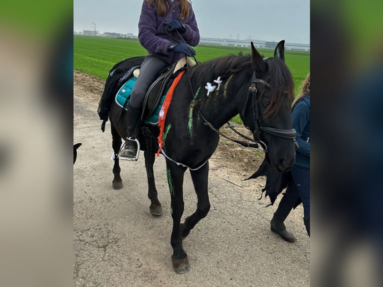 Karachai Mare 5 years 13,1 hh Black in Ketsch