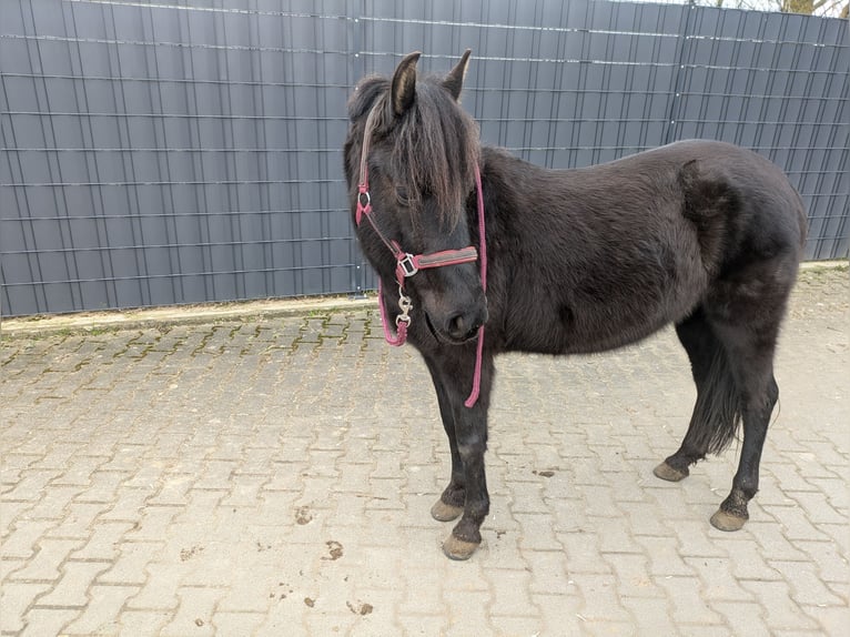 Karachai Mare 5 years 13,1 hh Black in Ketsch