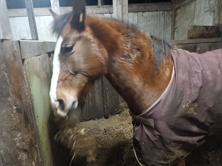 Karachai Mare 5 years 13,2 hh Brown in Iserlohn