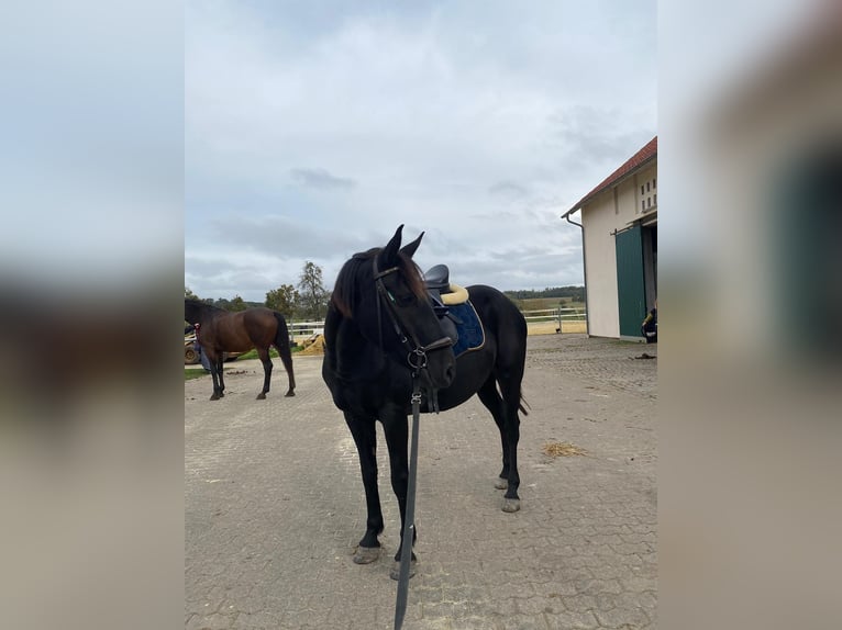 Karachai Mare 5 years 14 hh Black in Rehlingen-Siersburg