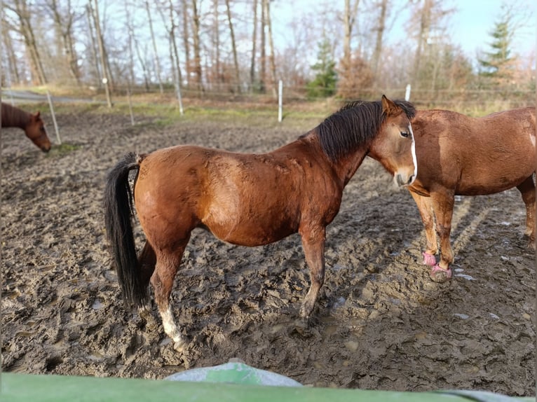 Karachai Mare 6 years 13,2 hh Brown in Iserlohn