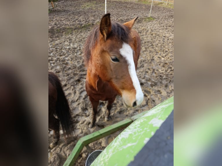 Karachai Mare 6 years 13,2 hh Brown in Iserlohn