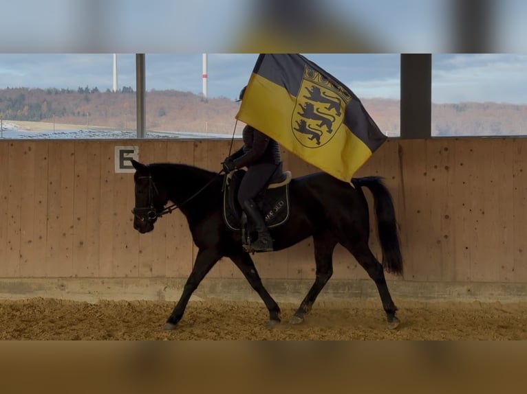 Karachai Mare 6 years 13,3 hh Bay-Dark in Westerheim