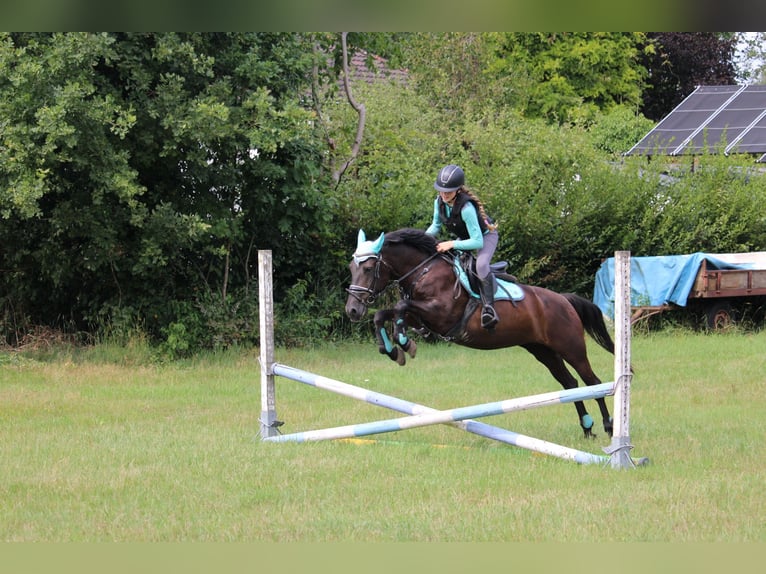 Karachai Mare 6 years Smoky-Black in Wijk en Aalburg