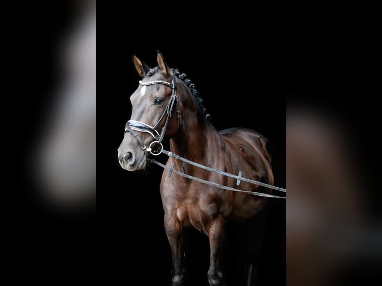 Karachai Mare 6 years Smoky-Black in Wijk en Aalburg