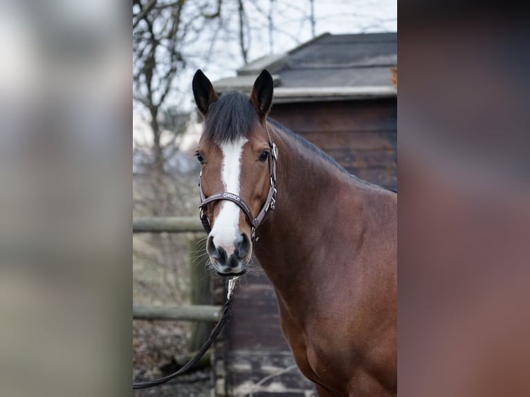 Karachai Mare 7 years 14,1 hh Brown in M&#xFC;nchen