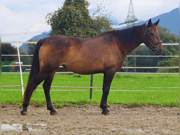 Karachai Mare 8 years 14.1 hh Buckskin in Kirchbichl