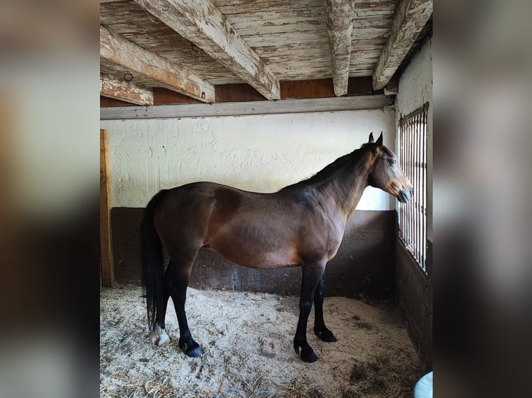 Karachai Mare 8 years 14,2 hh Bay in Wangen im Allg&#xE4;u
