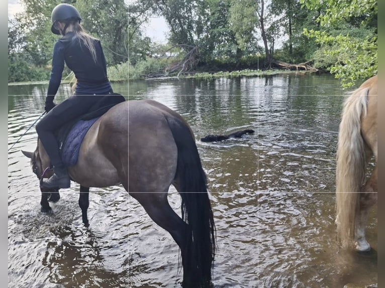 Karachai Mare 8 years 15 hh Brown in Berlin