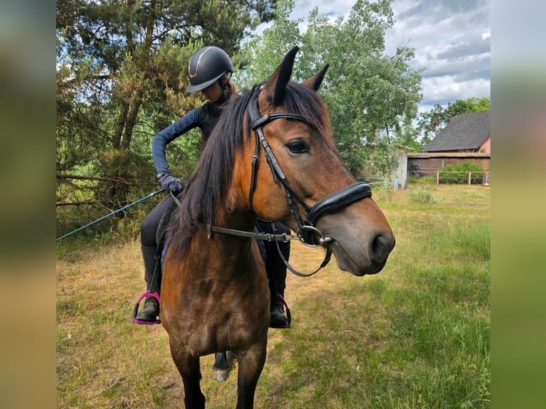 Karachai Mare 8 years 15 hh Brown in Berlin