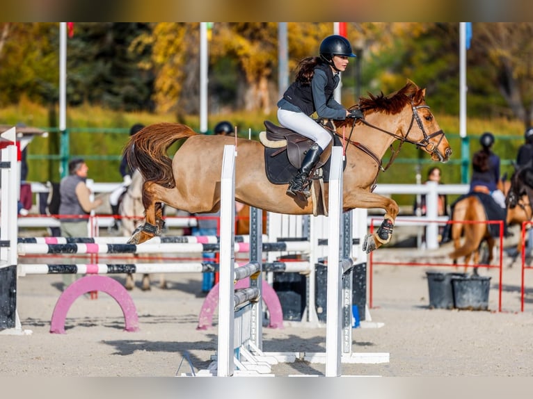 Karachai Mare 9 years 13.2 hh Chestnut-Red in Asturias