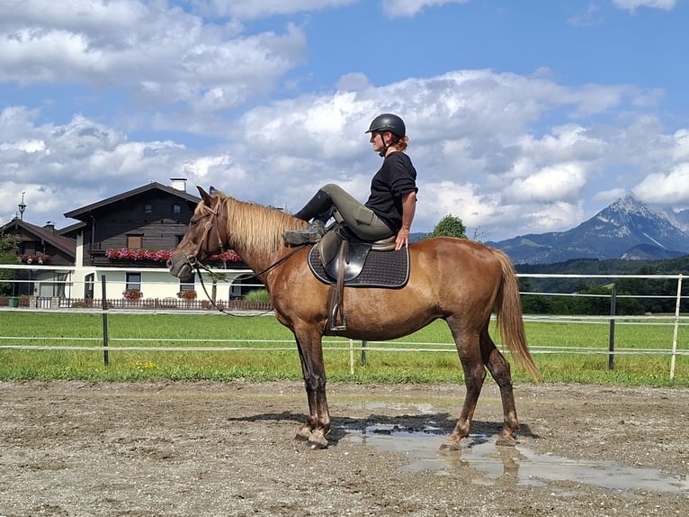 Karachai Mare 9 years 14.1 hh Brown in Kirchbichl