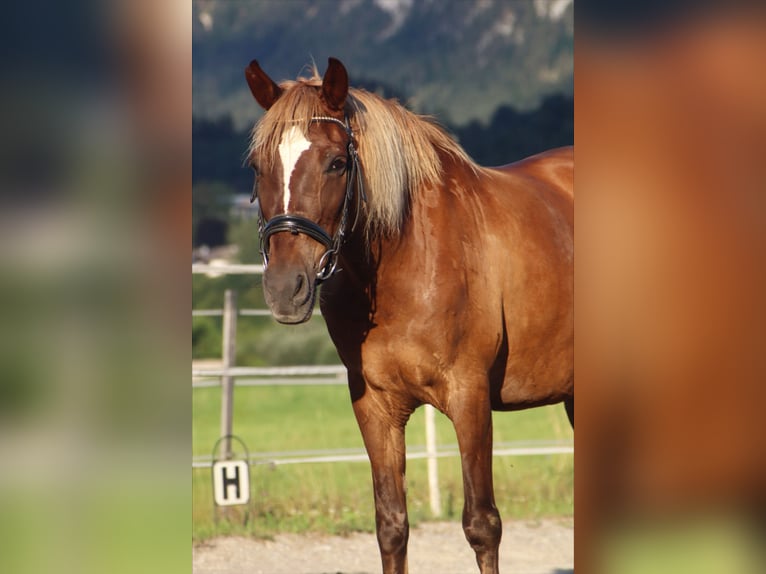 Karachai Mare 9 years 14.1 hh Brown in Kirchbichl