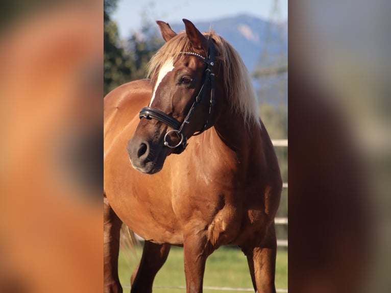 Karachai Mare 9 years 14.1 hh Brown in Kirchbichl