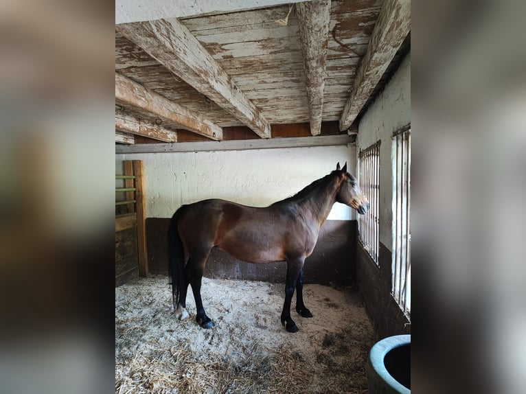 Karachai Mare 9 years 14,2 hh Brown in Wangen im Allgäu