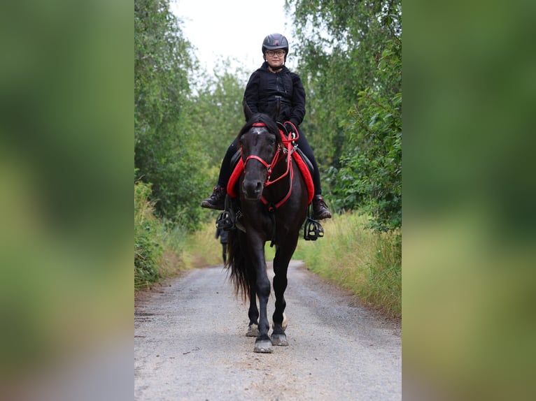 Karachai-paard Hengst 1 Jaar 163 cm Zwart in Vidice