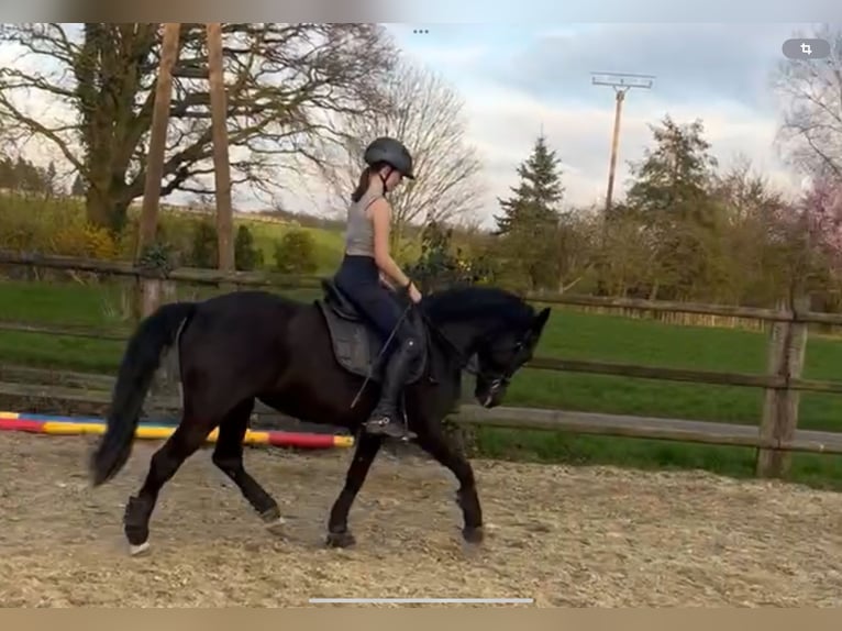 Karachai-paard Merrie 10 Jaar 147 cm Zwart in Wadersloh