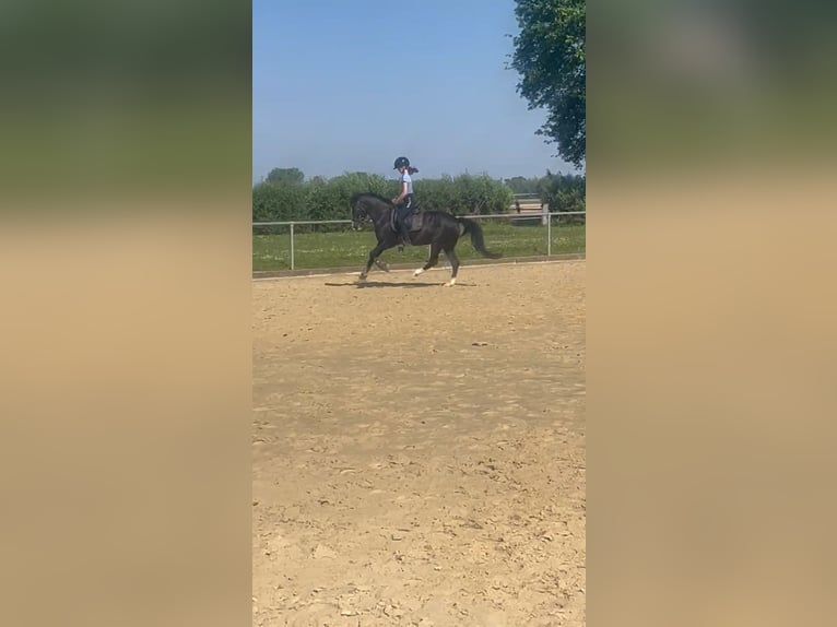 Karachai-paard Merrie 10 Jaar 147 cm Zwart in Wadersloh