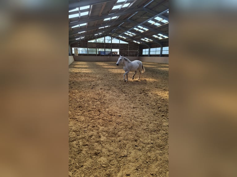 Karachai-paard Merrie 10 Jaar 155 cm Vliegenschimmel in Wipperfürth