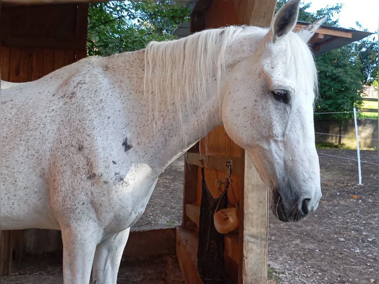 Karachai-paard Merrie 15 Jaar 149 cm Vliegenschimmel in Pfinztal
