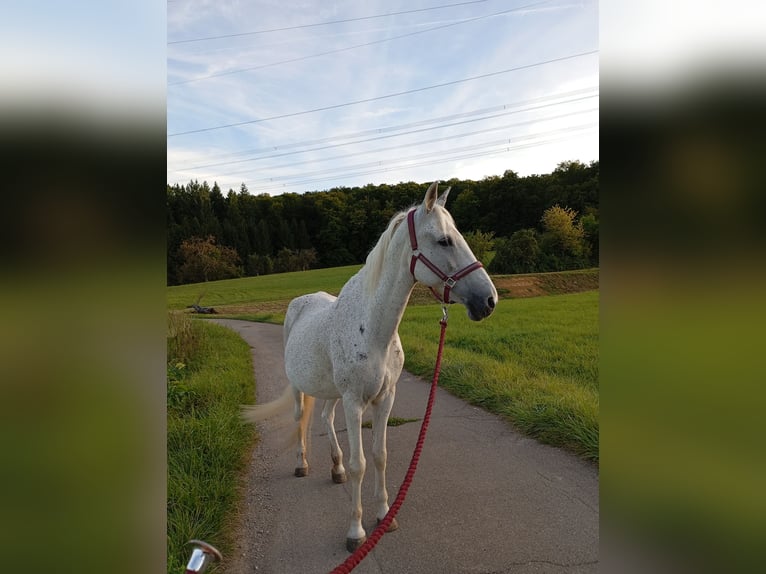 Karachai-paard Merrie 15 Jaar 149 cm Vliegenschimmel in Pfinztal