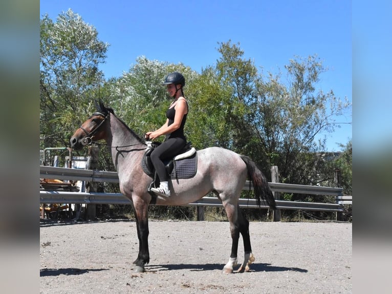 Karachai-paard Mix Merrie 3 Jaar 152 cm Roan-Red in Arnstorf