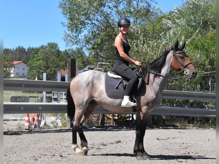 Karachai-paard Mix Merrie 3 Jaar 152 cm Roan-Red in Arnstorf
