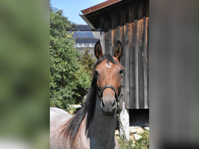 Karachai-paard Mix Merrie 3 Jaar 152 cm Roan-Red in Arnstorf