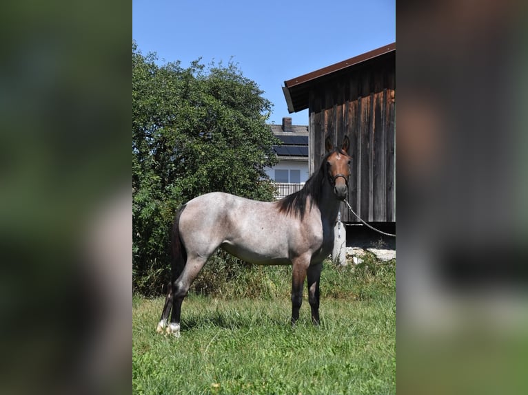 Karachai-paard Mix Merrie 3 Jaar 152 cm Roan-Red in Arnstorf