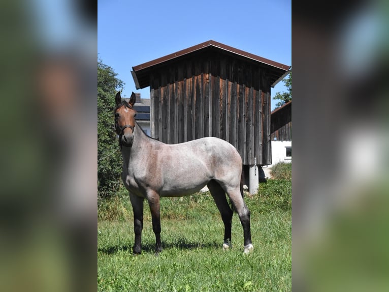 Karachai-paard Mix Merrie 3 Jaar 152 cm Roan-Red in Arnstorf