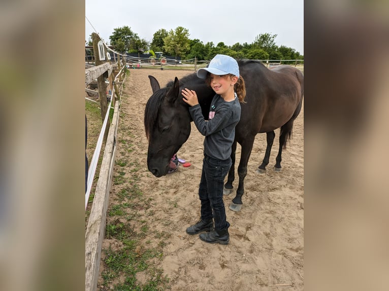 Karachai-paard Merrie 5 Jaar 135 cm Zwart in Ketsch