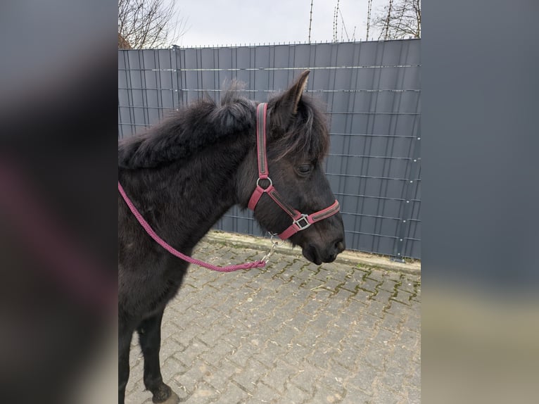 Karachai-paard Merrie 5 Jaar 135 cm Zwart in Ketsch