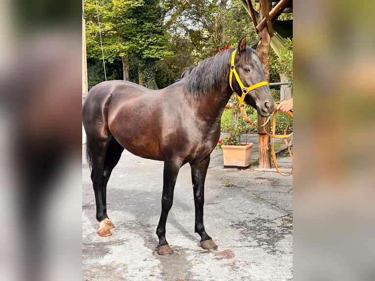 Karachai-paard Merrie 5 Jaar 145 cm Zwart in Merzig