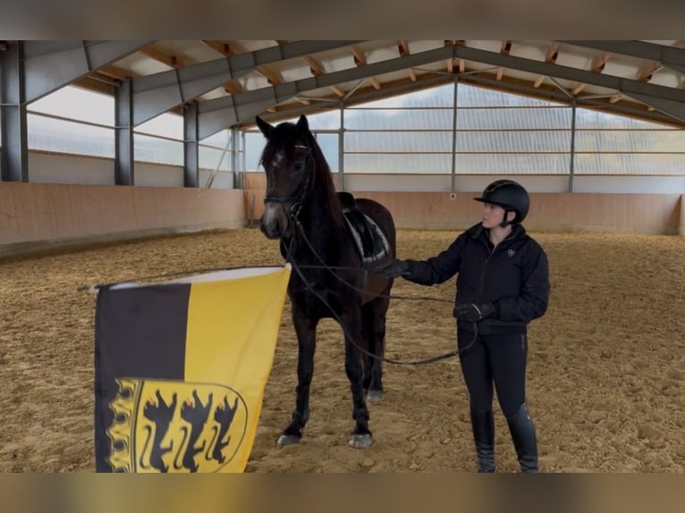 Karachai-paard Merrie 5 Jaar 150 cm kan schimmel zijn in Westerheim