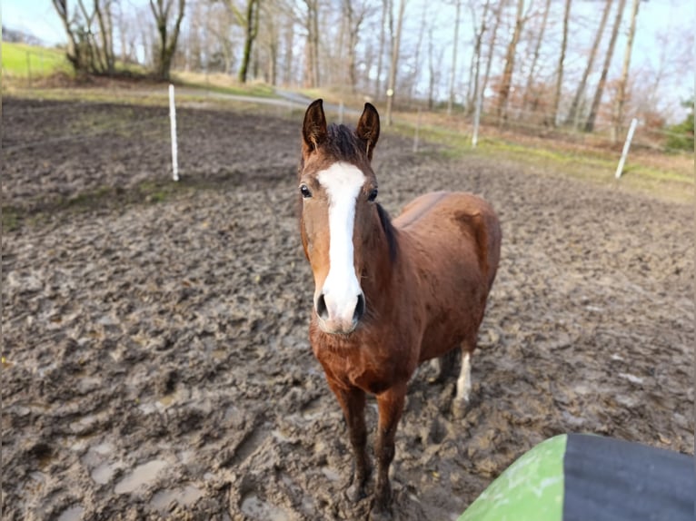 Karachai-paard Merrie 6 Jaar 140 cm Bruin in Iserlohn