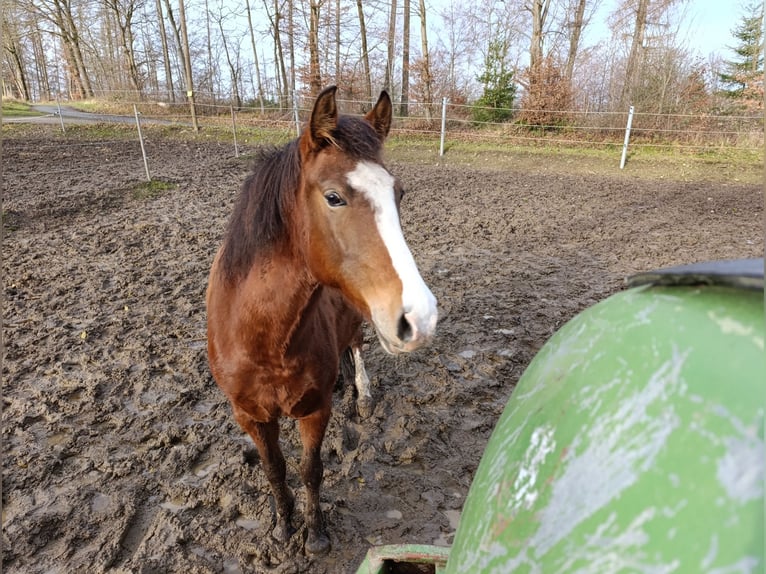 Karachai-paard Merrie 6 Jaar 140 cm Bruin in Iserlohn