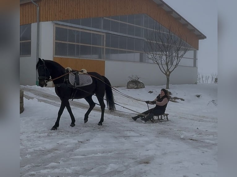 Karachai-paard Merrie 6 Jaar 142 cm Donkerbruin in Westerheim