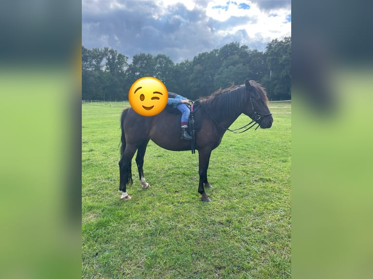 Karachai-paard Merrie 6 Jaar 150 cm Zwartbruin in BurgwedelBurgwedel