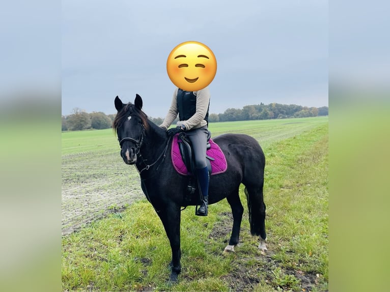 Karachai-paard Merrie 6 Jaar 150 cm Zwartbruin in BurgwedelBurgwedel