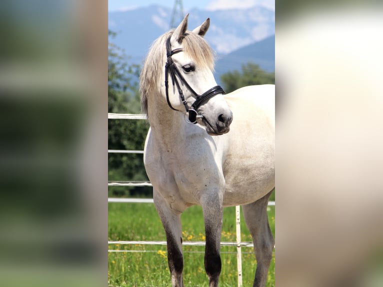 Karachai-paard Merrie 7 Jaar 145 cm Schimmel in Kirchbichl