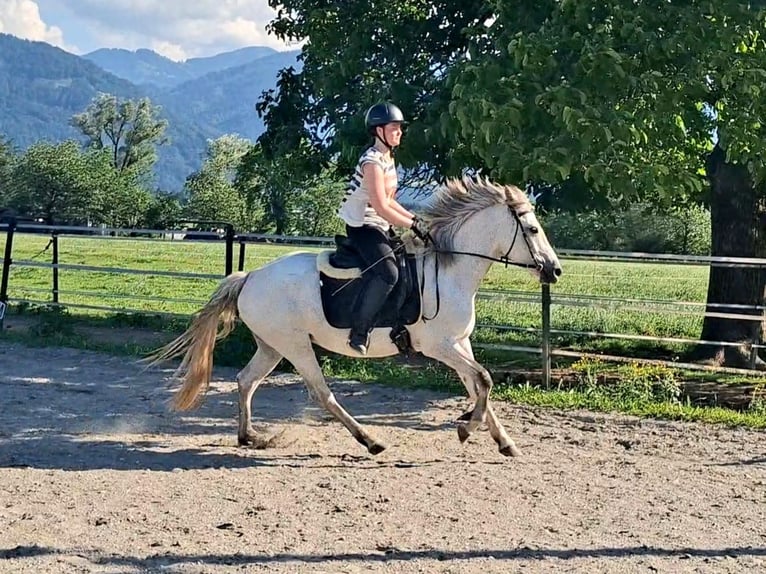 Karachai-paard Merrie 7 Jaar 145 cm Schimmel in Kirchbichl