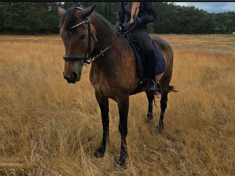 Karachai-paard Merrie 8 Jaar 153 cm Bruin in Berlin