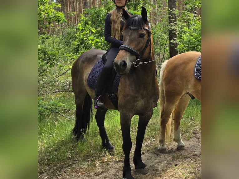 Karachai-paard Merrie 8 Jaar 153 cm Bruin in Berlin