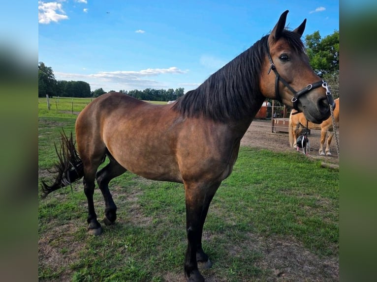Karachai-paard Merrie 8 Jaar 153 cm Bruin in Berlin