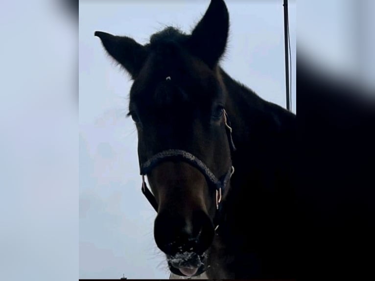 Karachai-paard Merrie 8 Jaar 153 cm Bruin in Berlin