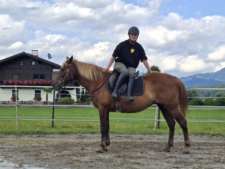 Karachai-paard Merrie 9 Jaar 147 cm Bruin in Kirchbichl