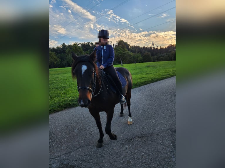 Karachai-paard Merrie 9 Jaar 149 cm Bruin in Wangen im Allgäu