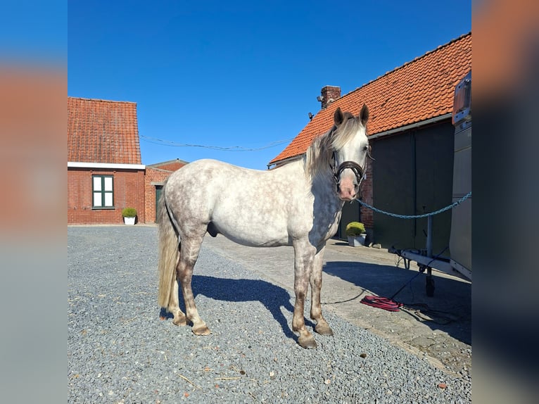 Karachai-paard Ruin 10 Jaar 150 cm Blauwschimmel in Meulebeke